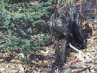 Arctic Wolf 018